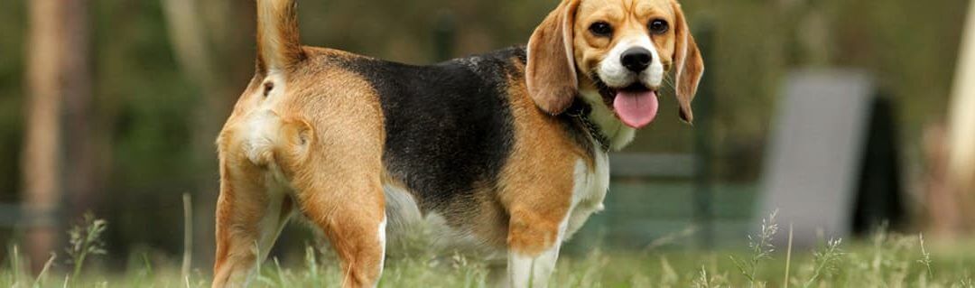 In Focus: Inspirational Entrepreneur - Wagging Tails image - beagle dog in a garden