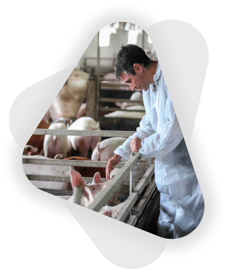 business owner tending to pigs on farm